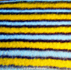 Ribbon sweetlip close-up, taken in Komodo, Indonesia. Suc... by Michael Gallagher 